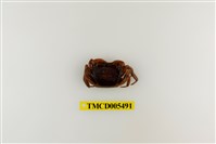 藏品(奧氏後相手蟹)的圖片